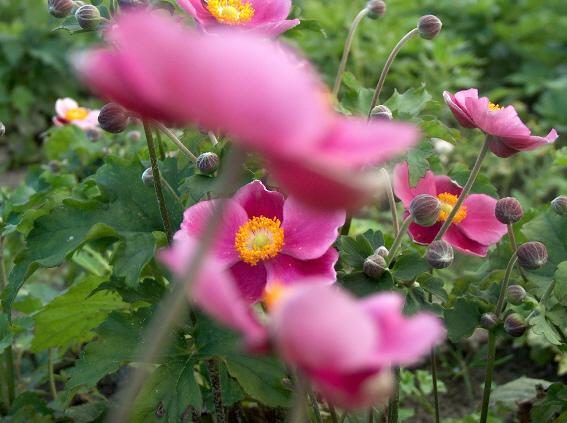 Anemone hybride (x) 'Hadspen Abundance'