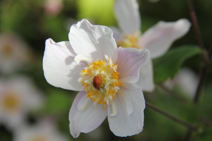 Anemone hybride (x) 'Dainty Swan'