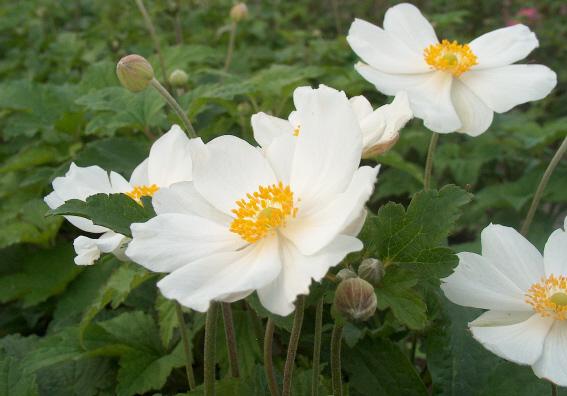Anemone hybride (x) 'Honorine Jobert'