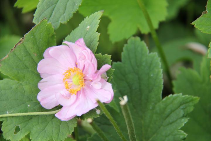 Anemone hybride (x) 'Margarete'
