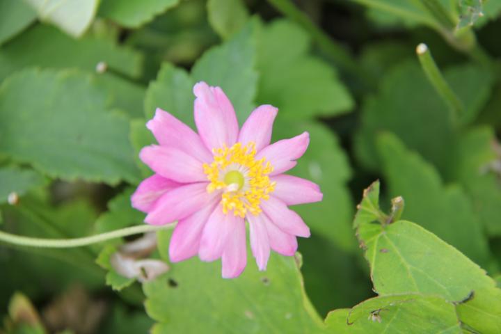 Anemone hybride (x) 'Margarete'