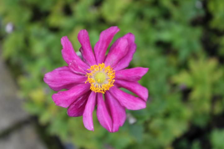 Anemone hupehensis 'Prinz Heinrich'
