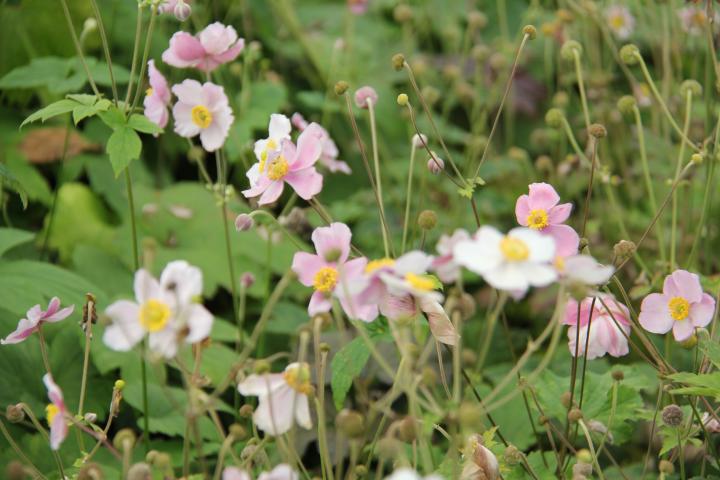 Anemone hupehensis 'Rose Shades'