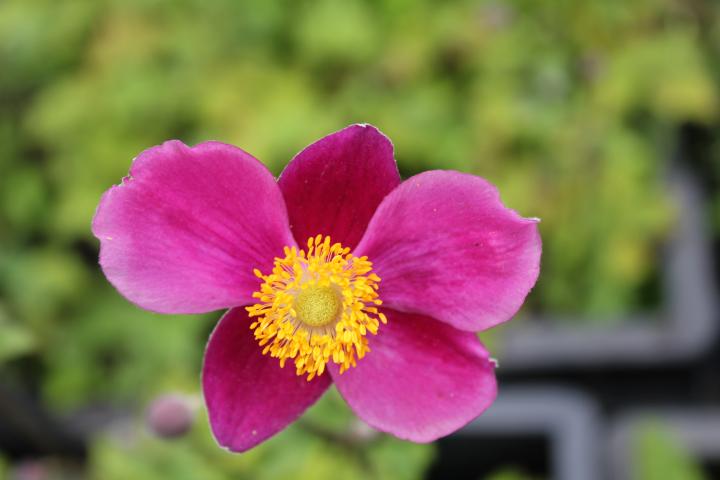 Anemone hupehensis 'Splendens'