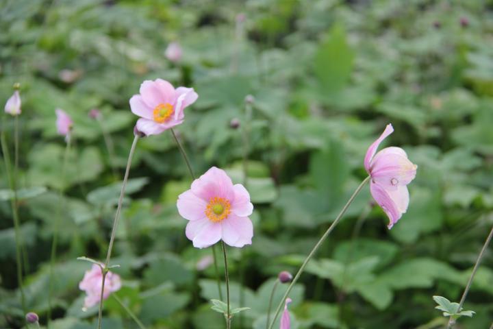 Anemone hybride (x) 'Koningin Charlotte'
