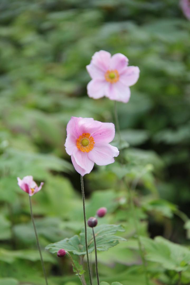 Anemone hybride (x) 'Koningin Charlotte'