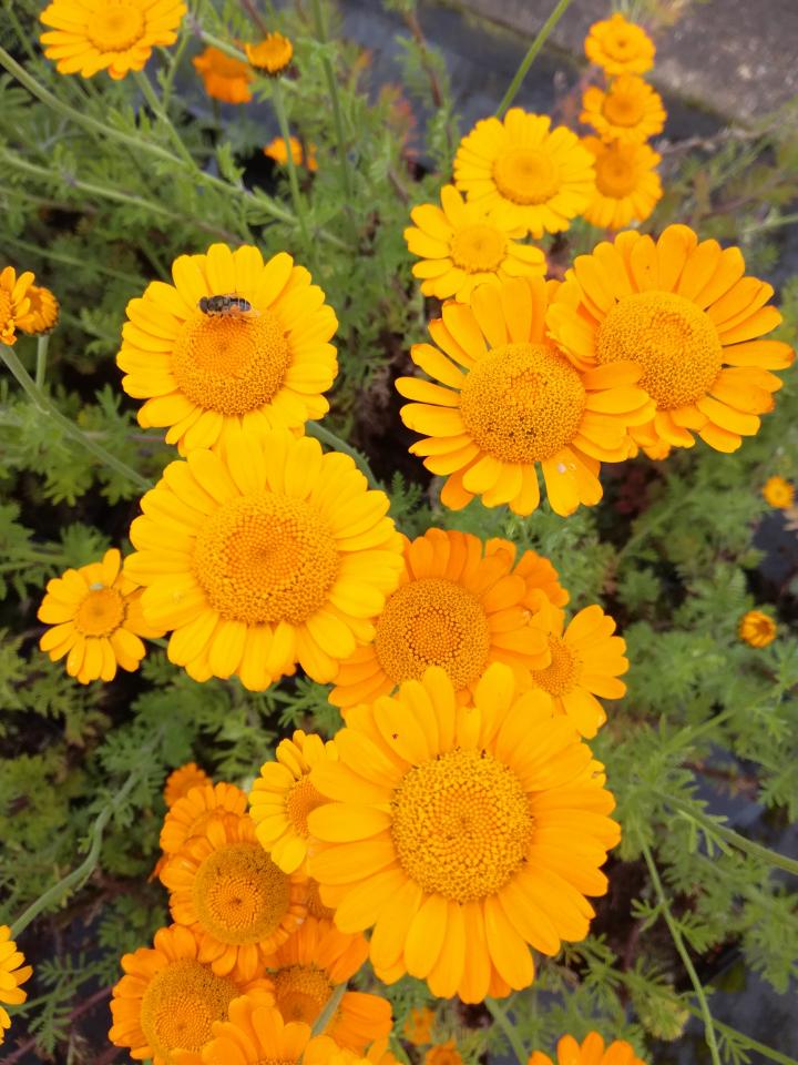 Anthemis hybride 'Kelwayi'