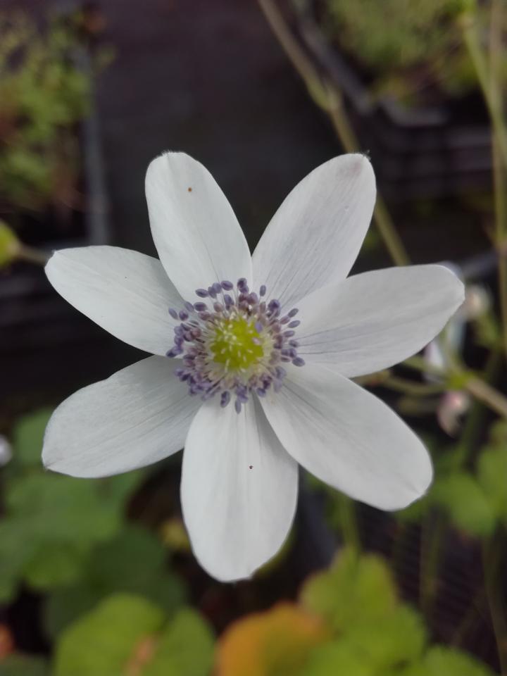 Anemone leveilei
