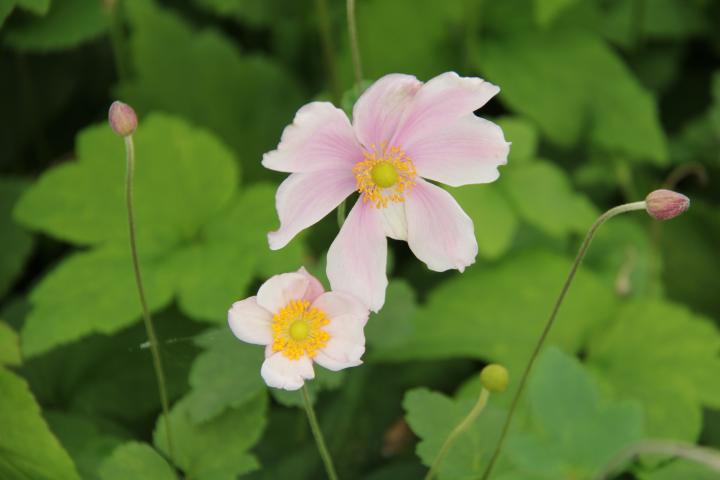 Anemone hybride (x) 'Loreley'