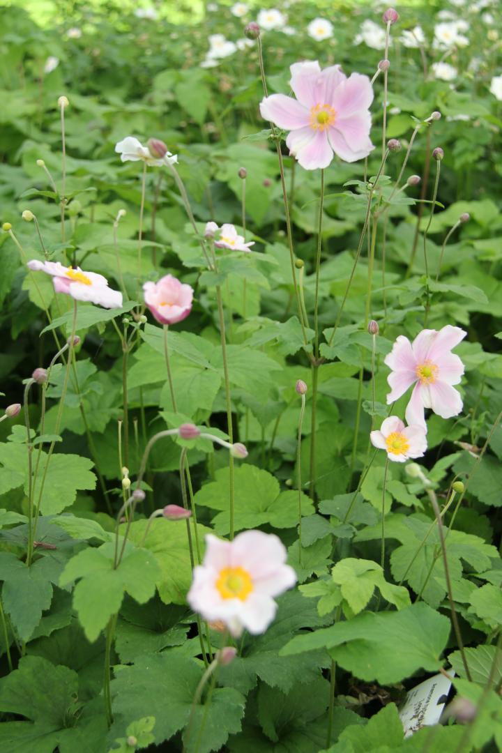 Anemone hybride (x) 'Loreley'