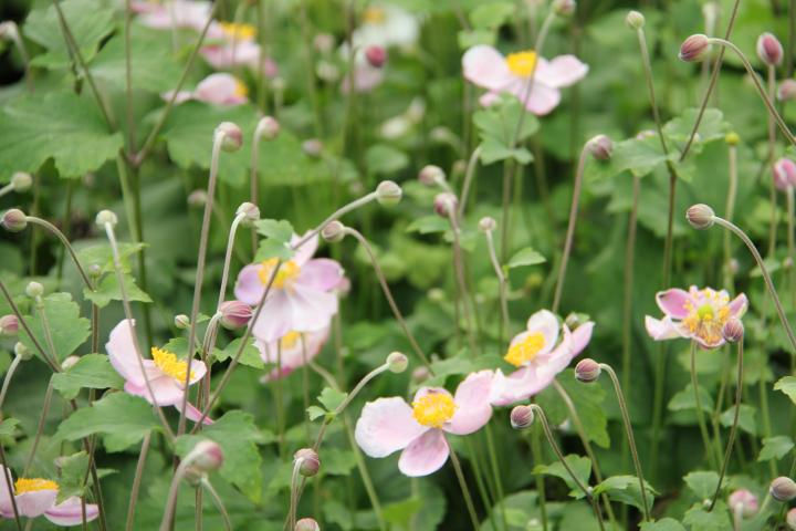 Anemone hupehensis 'Little Princess'