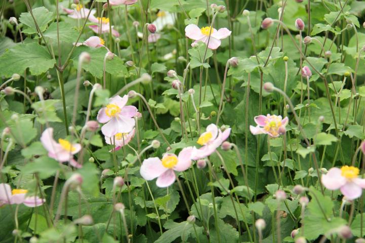 Anemone hupehensis 'Little Princess'