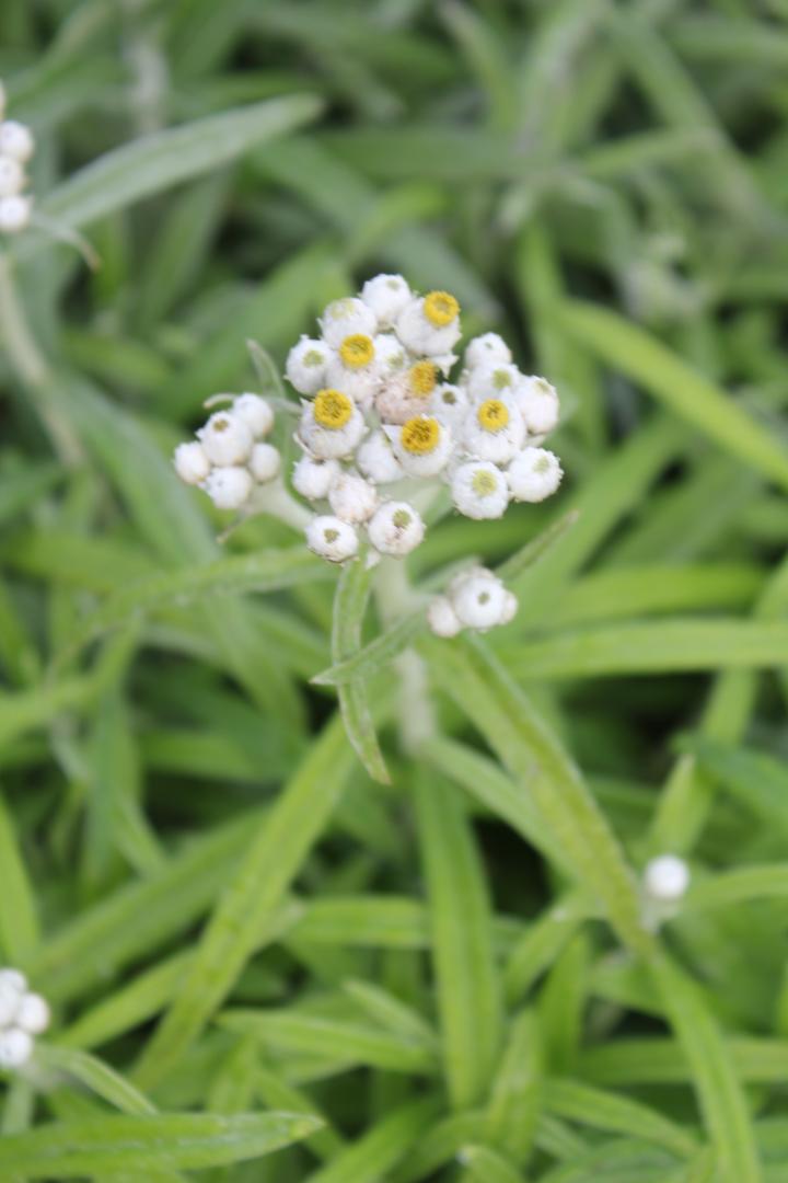 Anaphalis margaritacea 'Neuschnee'