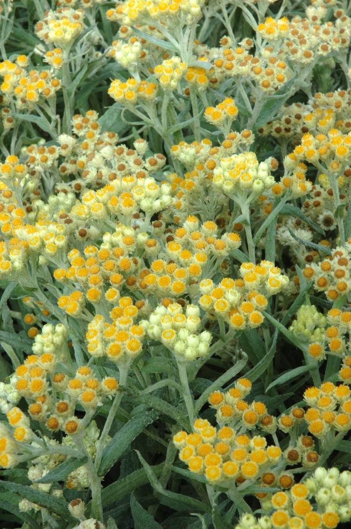 Anaphalis margaritacea 'Schwefellicht'