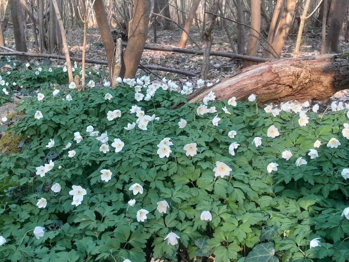 Anemone nemerosa 'Alba'