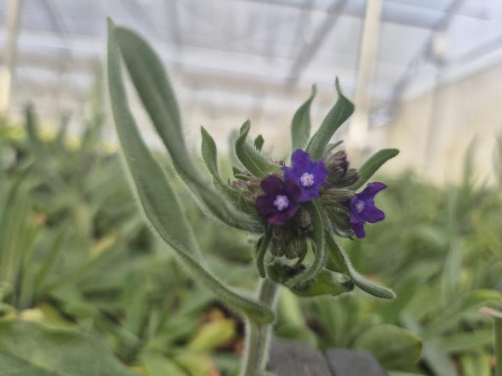 Anchusa officinalis