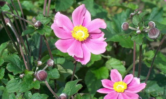 Anemone hybride (x) 'Richard Ahrens'