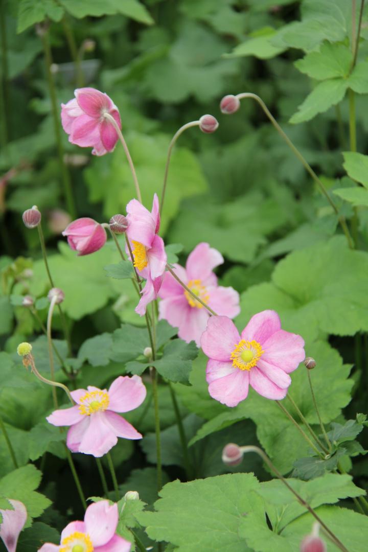 Anemone hybride (x) 'Rosenschale'