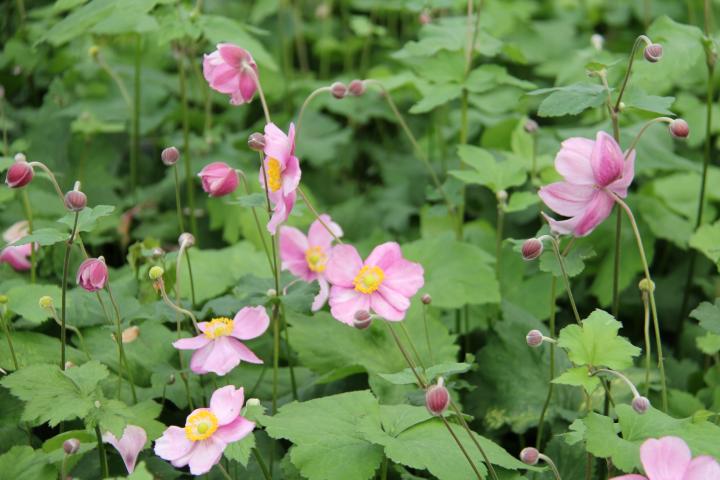 Anemone hybride (x) 'Rosenschale'