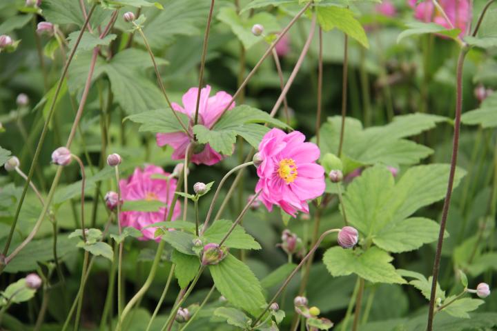Anemone hupehensis 'Rotkäppchen'