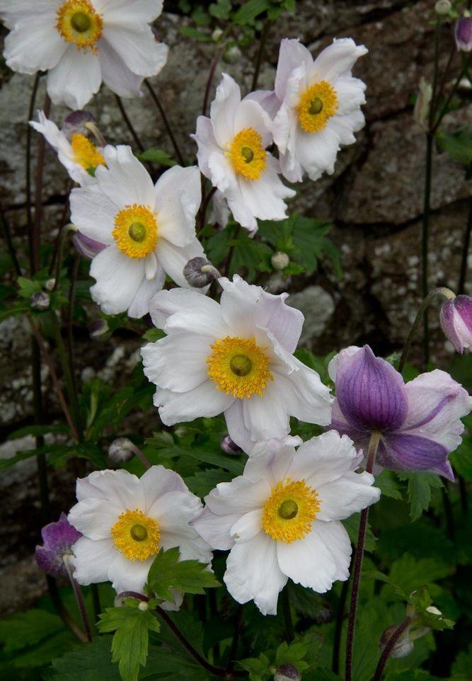 Anemone hybride (x) 'Ruffled Swan'