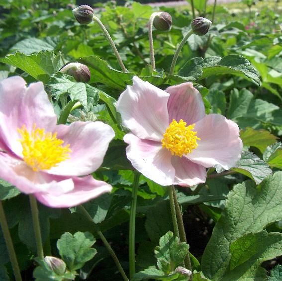 Anemone hupehensis 'September Charm'