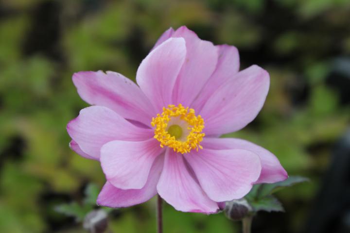 Anemone hybride (x) 'Serenade'