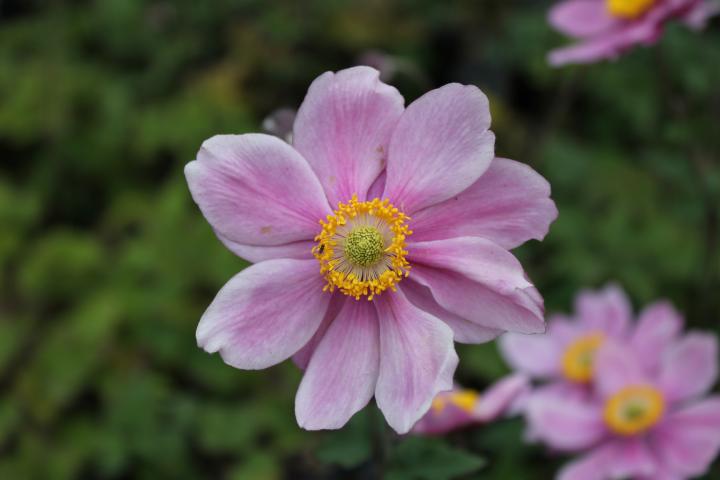 Anemone hybride (x) 'Serenade'