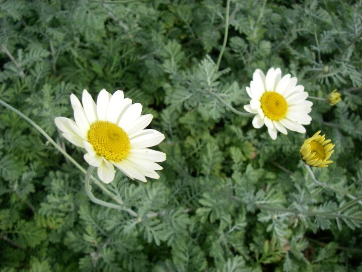 Anthemis hybride 'Sauce Hollandaise'