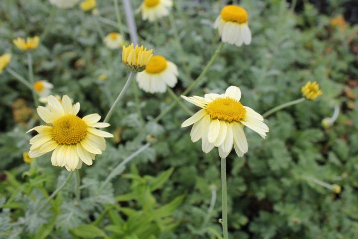 Anthemis hybride 'Susanna Mitchell'