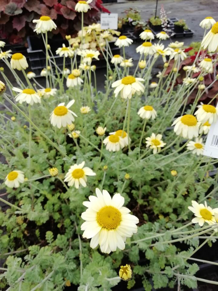 Anthemis hybride 'Susanna Mitchell'