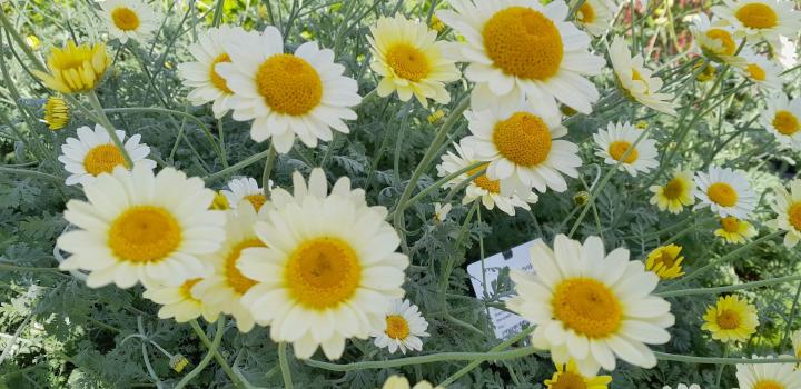 Anthemis hybride 'Susanna Mitchell'