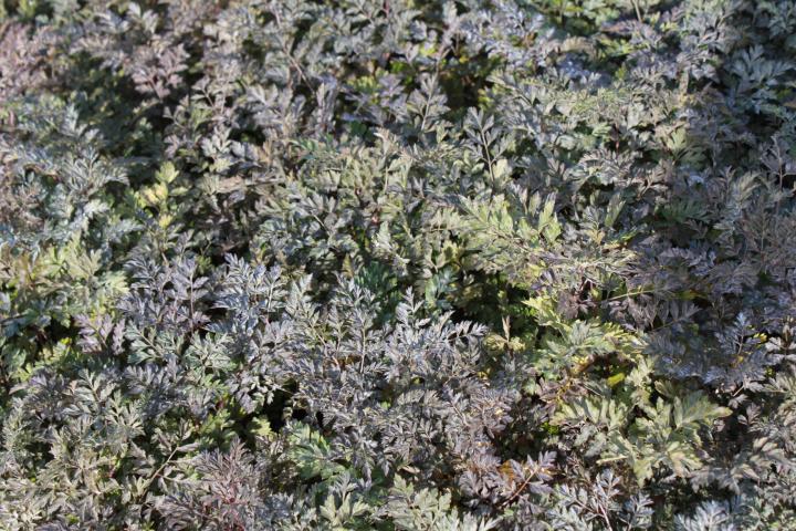 Anthriscus sylvestris 'Ravenswing'