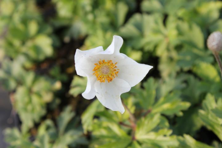 Anemone sylvestris
