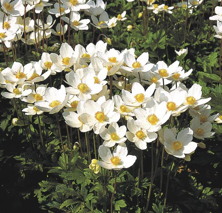 Anemone sylvestris