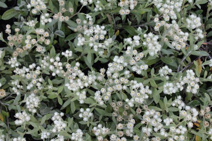 Anaphalis triplinervis