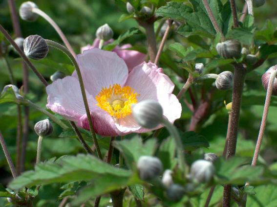 Anemone tomentosa 'Robustissima'
