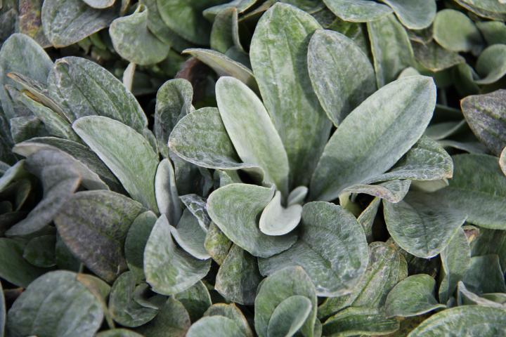 Anaphalis triplinervis 'Sommerschnee'