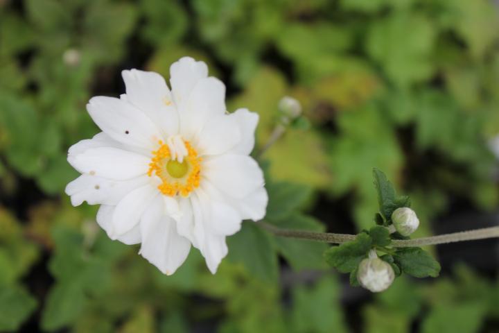 Anemone hybride (x) 'Whirlwind'