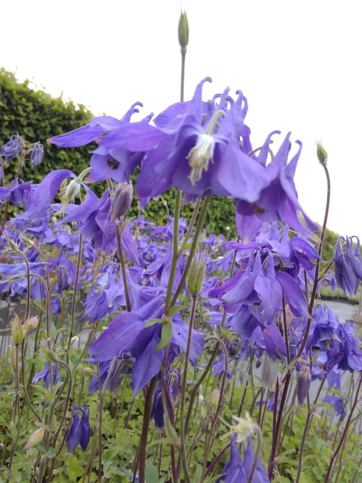 Aquilegia alpina