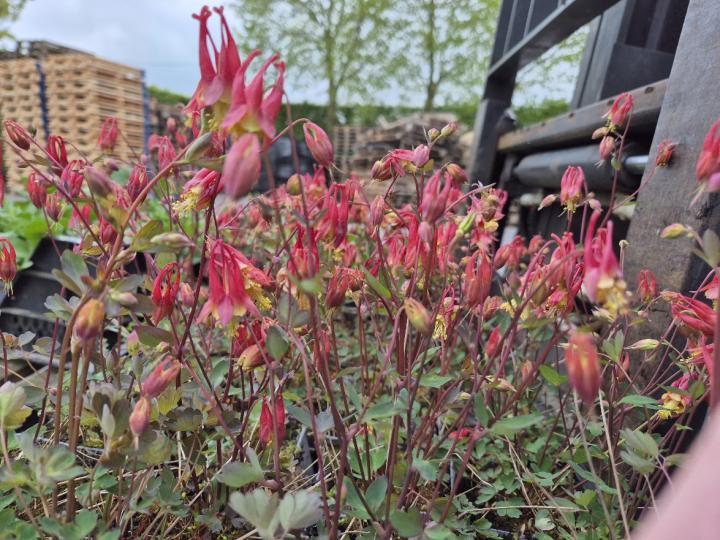 Aquilegia canadensis 'Little Lanterns'