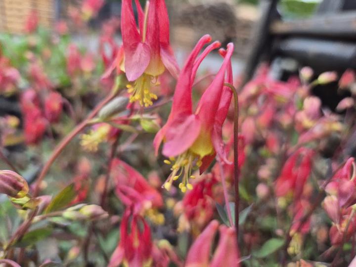 Aquilegia canadensis 'Little Lanterns'