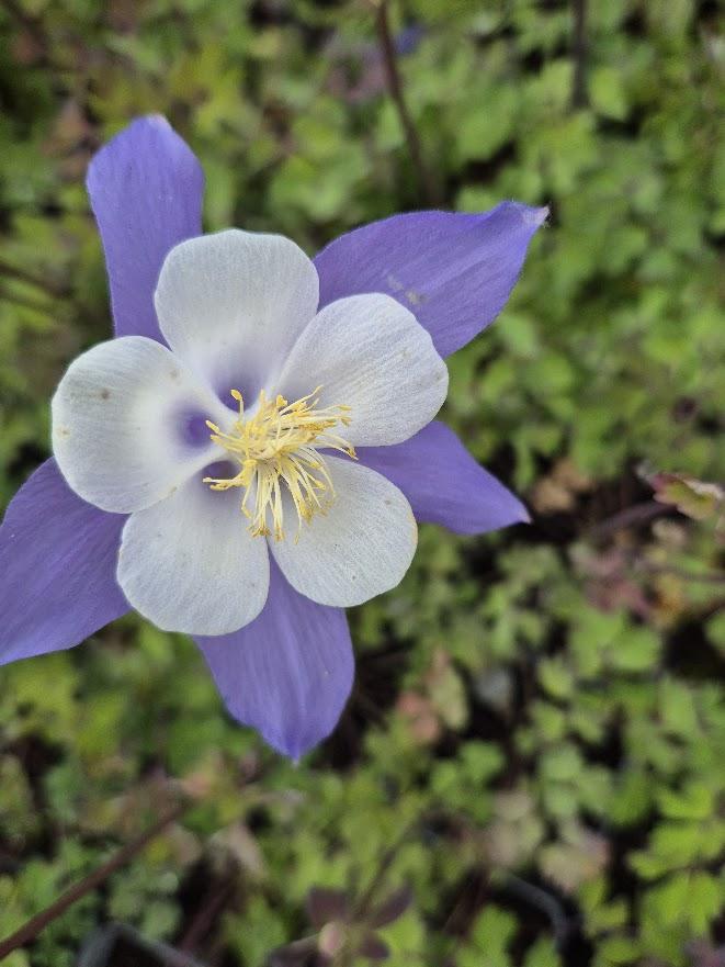 Aquilegia 'Heavenly Blue'
