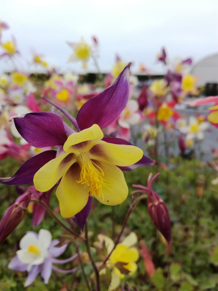 Aquilegia 'Mc.Kana hybrids'