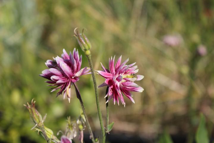 Aquilegia vulgaris 'Nora Barlow'