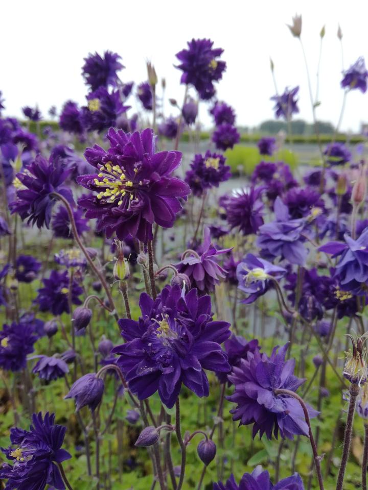 Aquilegia vulgaris 'Blue Barlow'