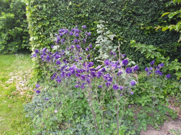 Aquilegia vulgaris 'Blue Barlow'