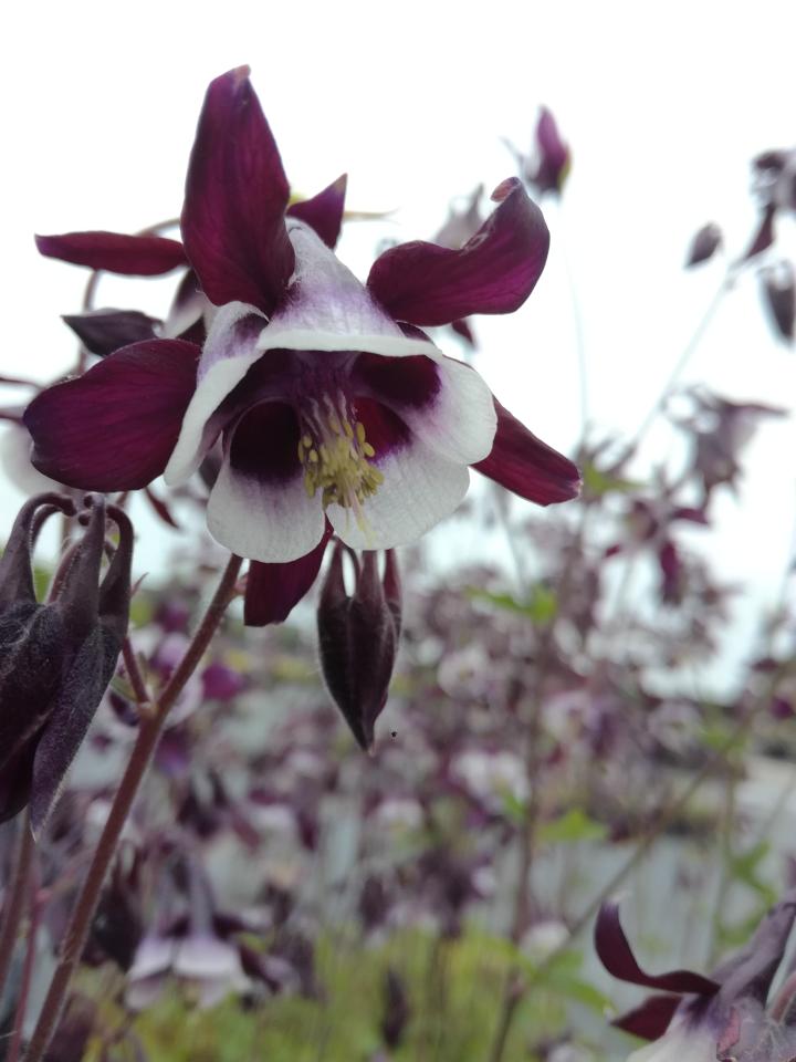 Aquilegia vulgaris 'William Guiness'