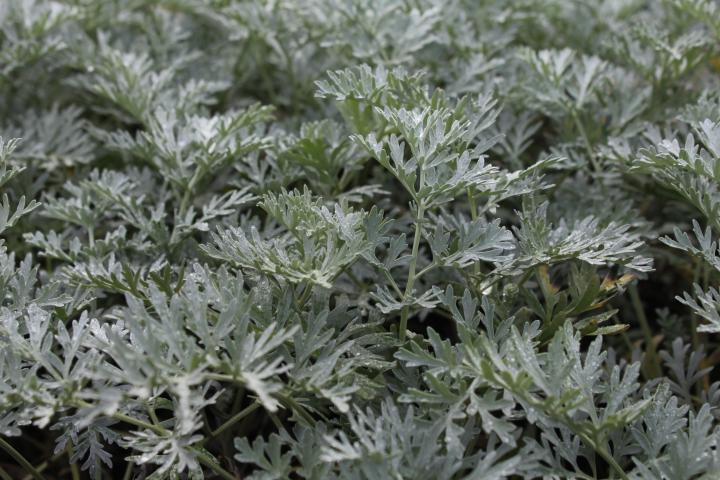 Artemisia absinthium 'Lambrook Silver'