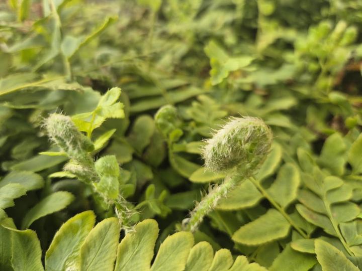 Arachnoides aristata 'Variegata'